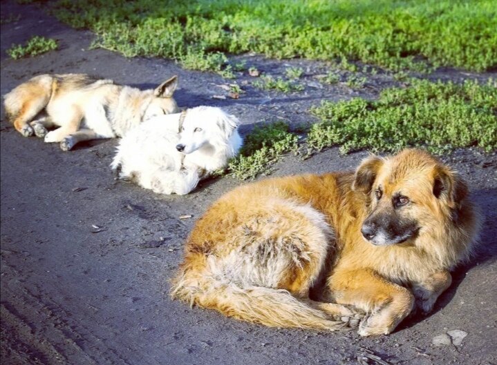 Фото с просторов интернета