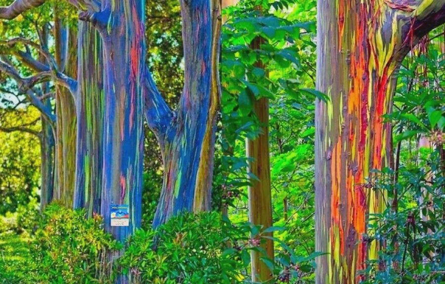 Самое редкое и необычное растение, произрастающие в Северном полушарии Земли.