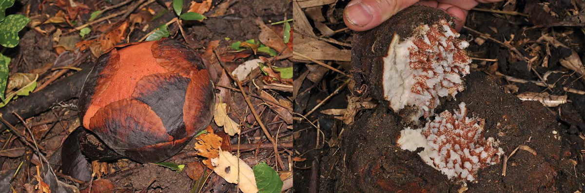    Rafflesia speciosa. DOI:10.3767/blumea.2018.63.02.01