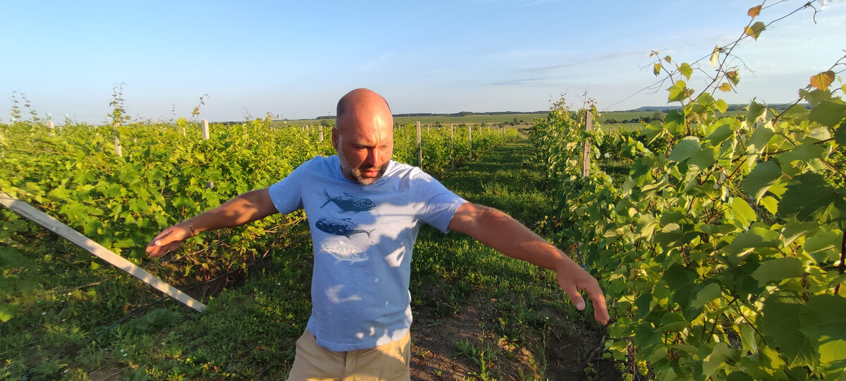 7 вопросов о том, как выращивать виноград в Татарстане в промышленныхмасштабах