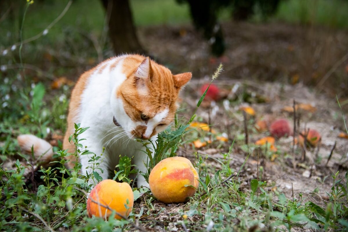Коте урожай. Кот персик. Персик Крымская осень. Животное под персик. Белый персик Лисий.
