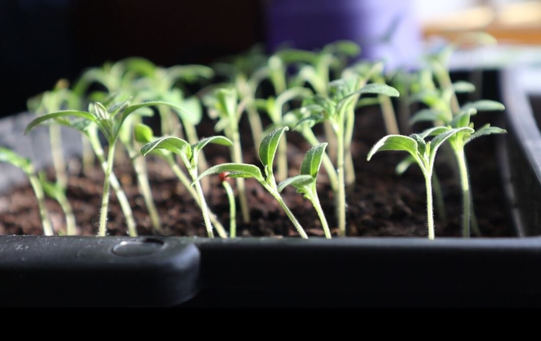 Рассада. Сезон 2022г.