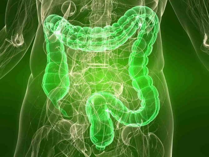 Кише́чник (лат. intestinum) — орган пищеварения и выделения многоклеточных животных, включая человека. Находится в брюшной полости.