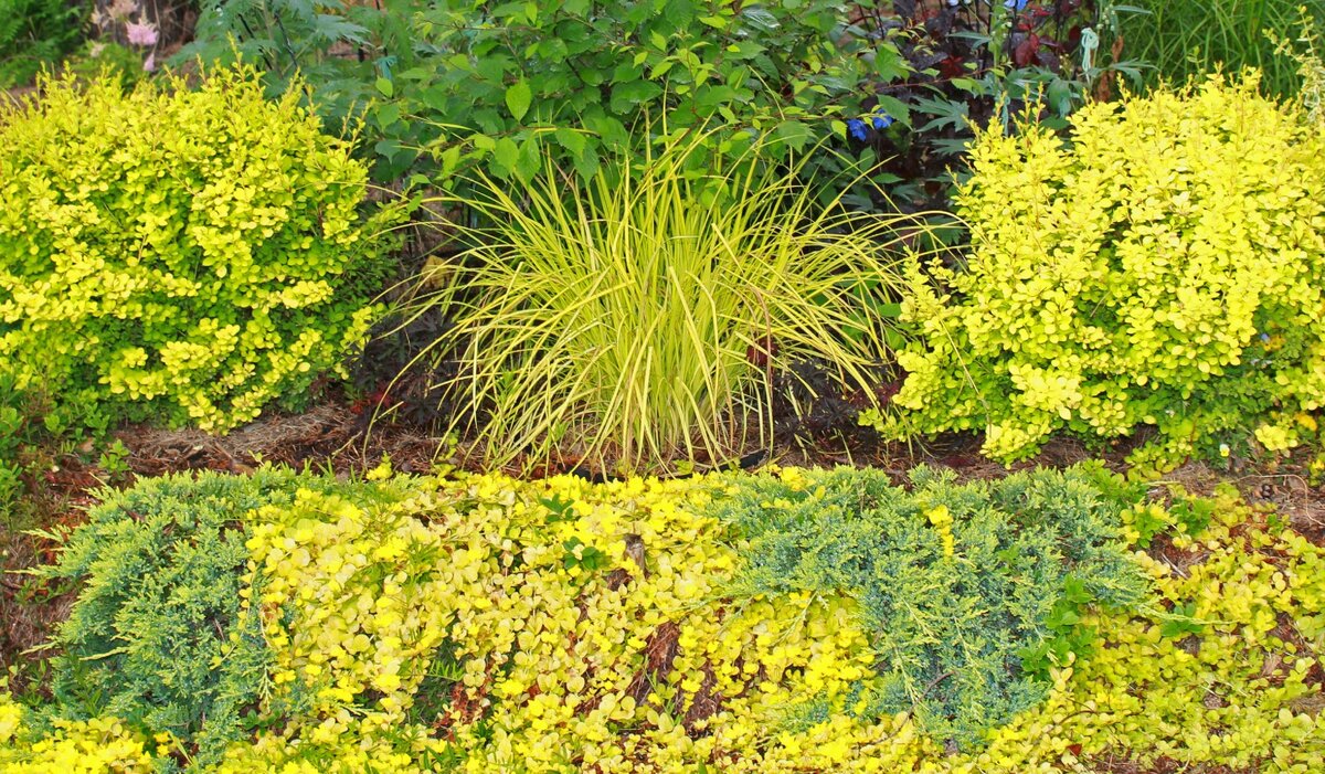 Вербейник монетчатый "Aurea" и горизонтальные можжевельники на одной из подпорных стенок в моем саду.  