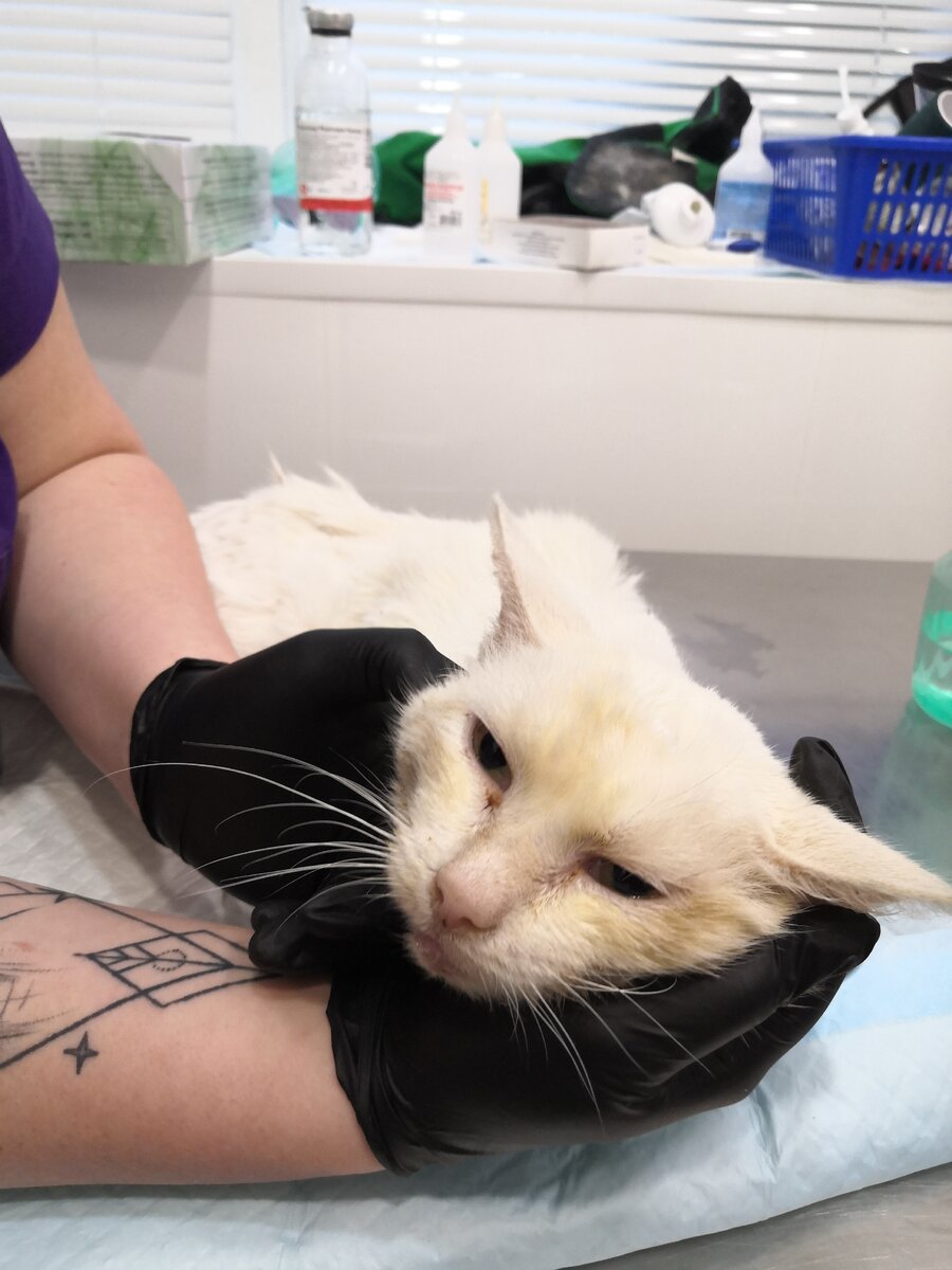 Кот в ветеринарной клинике "Друг" в Солнечногорске