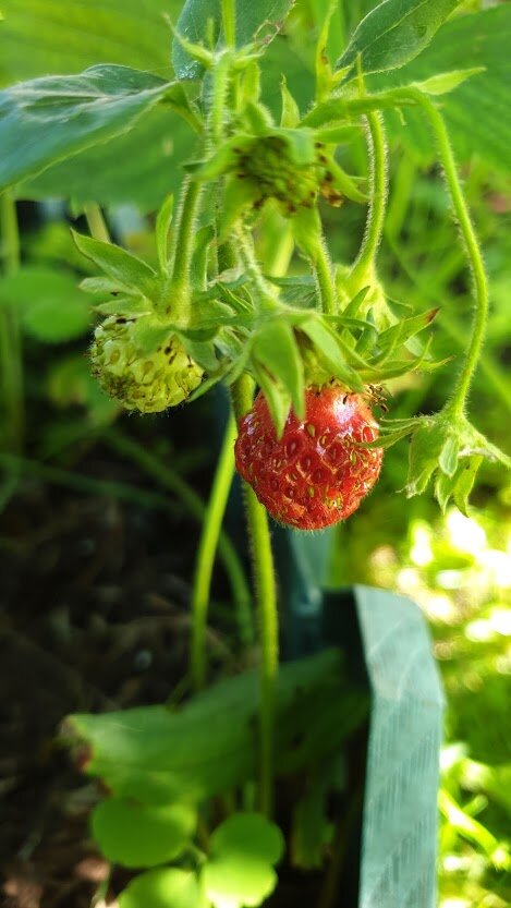 Фото мое .Земляника в июне.
