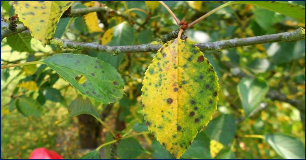 Коккомикоз вишни