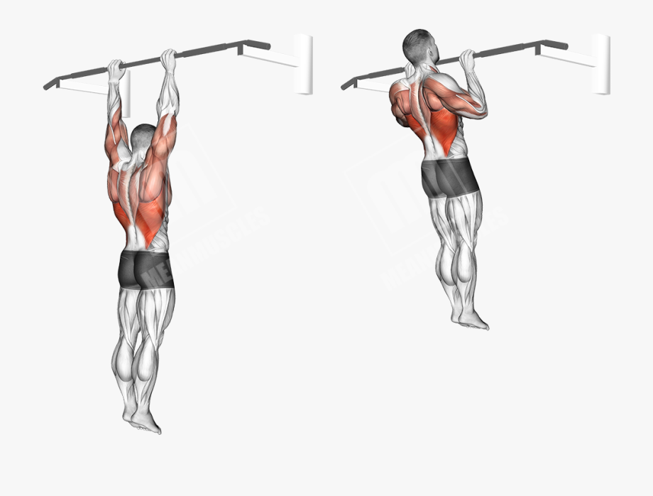 Подтягивания верхним хватом