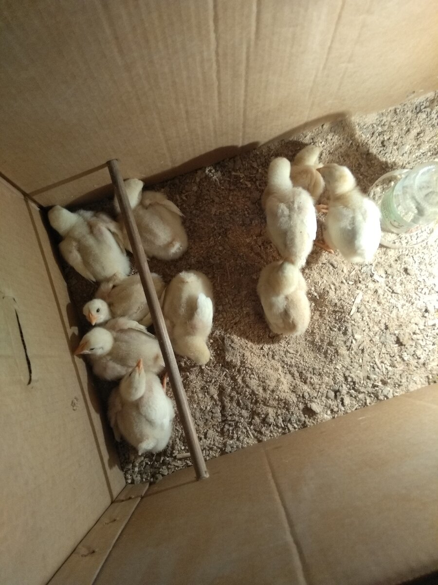 Мои бройлеры Росс 308. Лысенькие и жирненькие