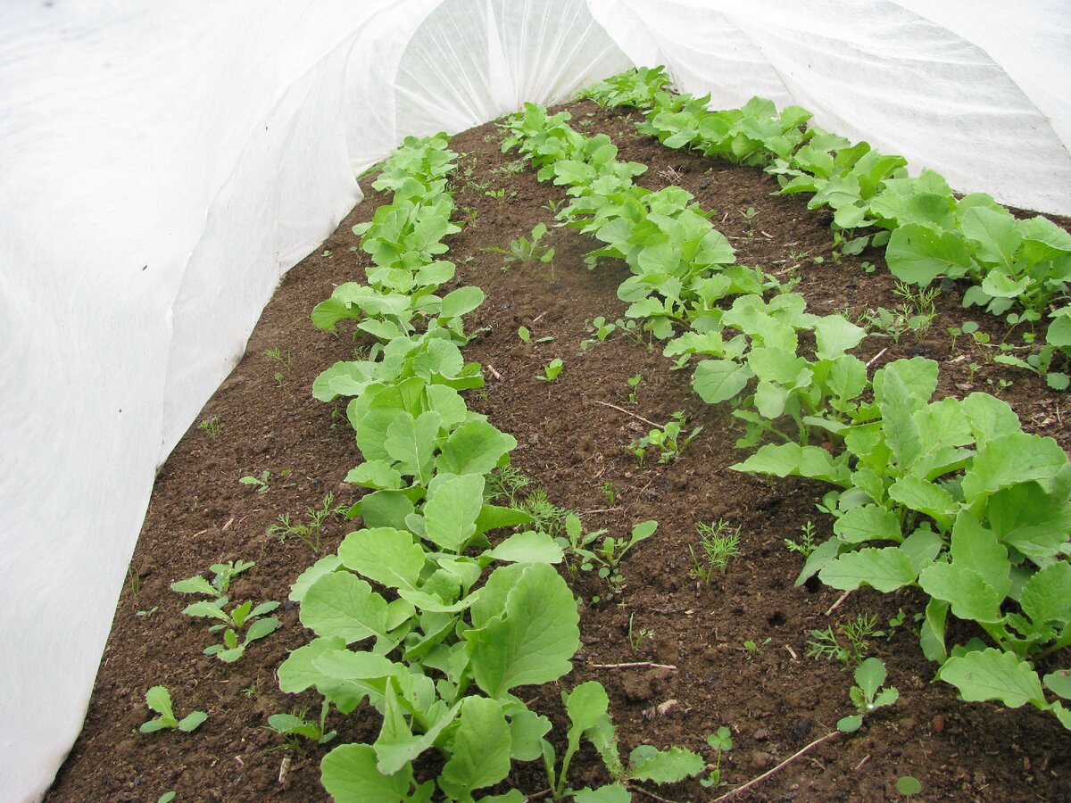 а в парничке почти созрела редисочка)