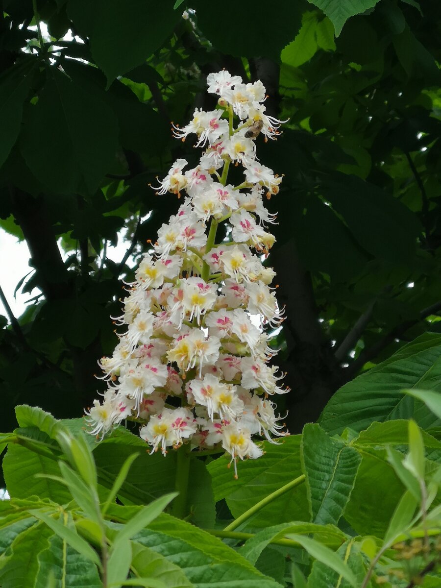 Личное фото