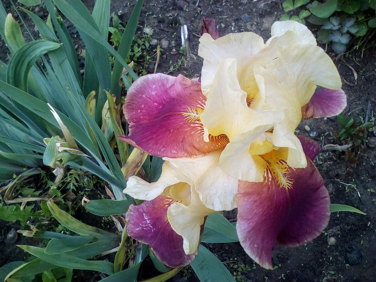 Цветущий ирис, видимо, последний из могикан в этом сезоне.