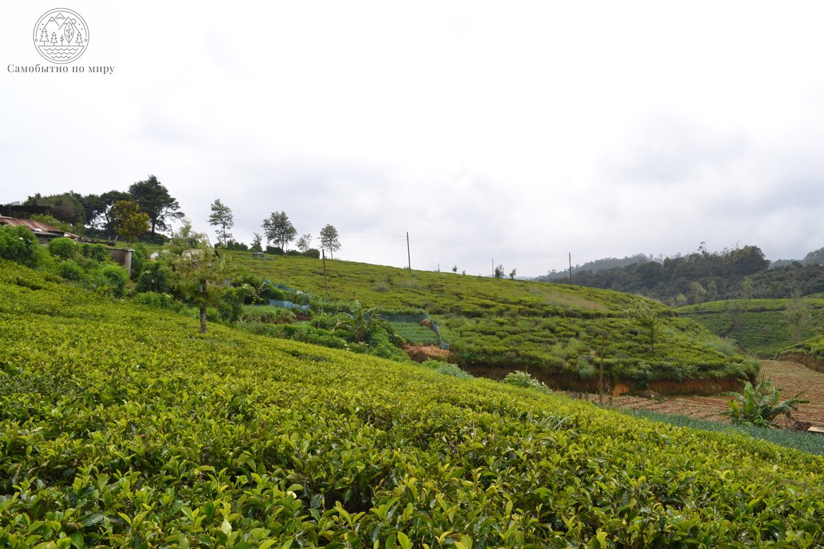 Чайные плантации Цейлона