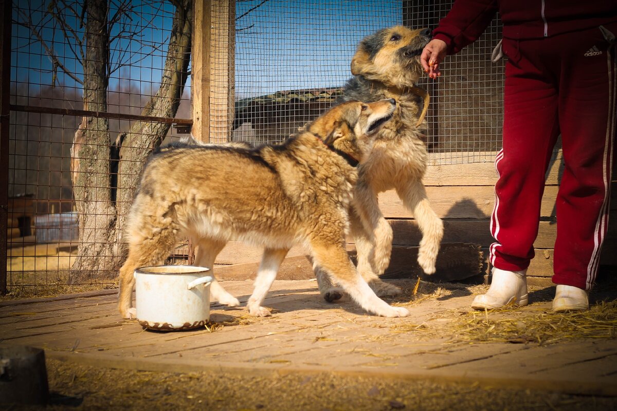 Собаки на прогулке