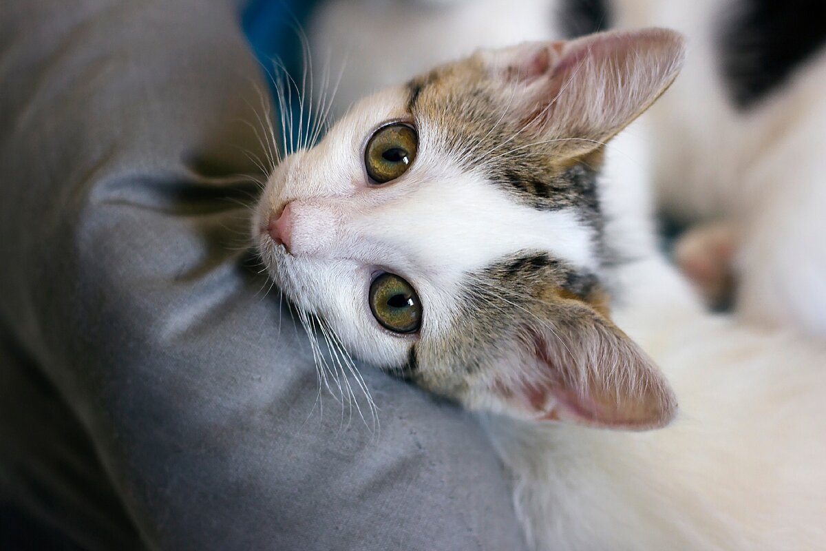 Это моя кошечка Люпина. Не буду постить жалостные фото бездомных, зачем грустить? Тем более я всегда покупаю корм бездомным котикам, если вижу возле супермаркета, а по ситуации еще и домой их таскаю, если на руки даются. 