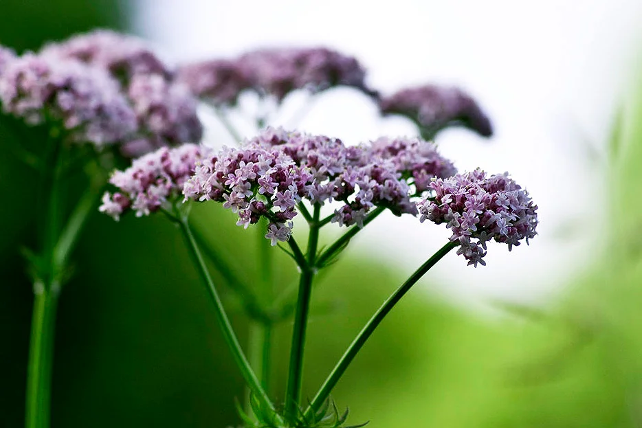 Валерьянка растение фото. Валериана. (Valeriana officinalis). Валериана лекарственная (Valeriana officinalis l.). Валериана соцветие. Валериана. (Valeriana officinalis) куст.