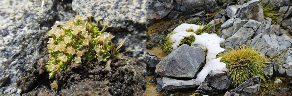 Колобантус кито и Луговик антарктический