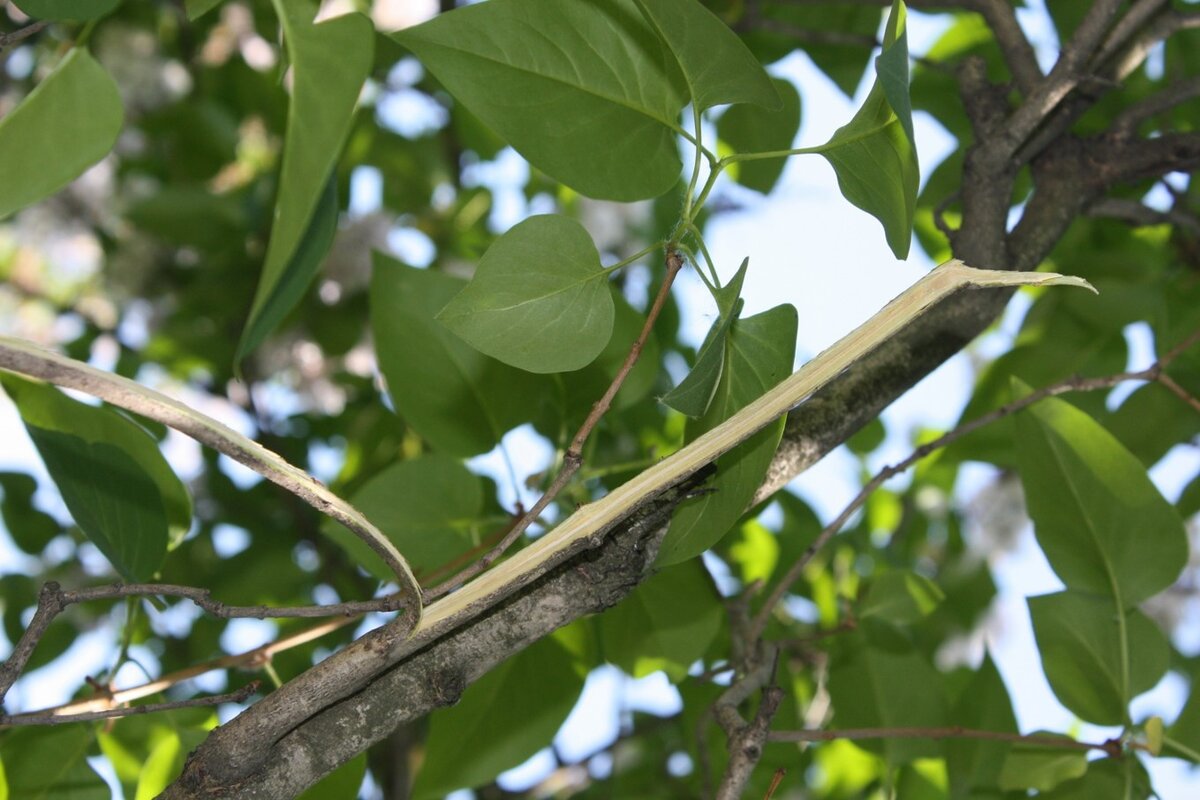 Обломы соцветий ведут к задирам коры