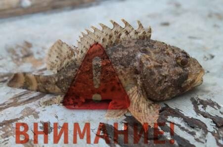 Скорпена (морской йорш)