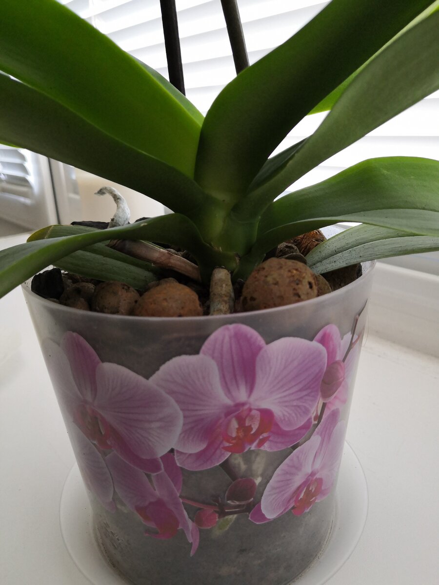Орхидея с 8 листами.