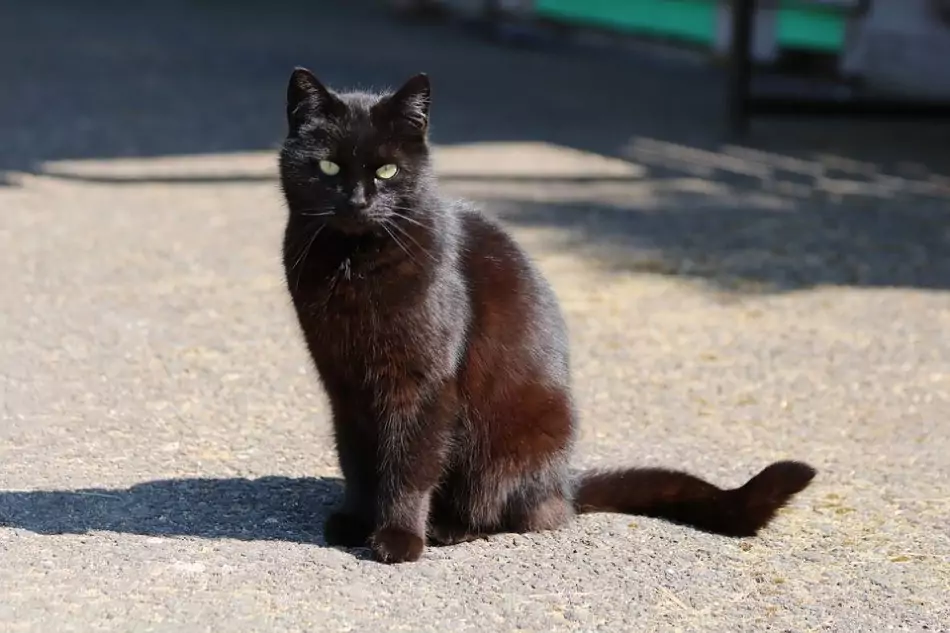 wikipet.ru