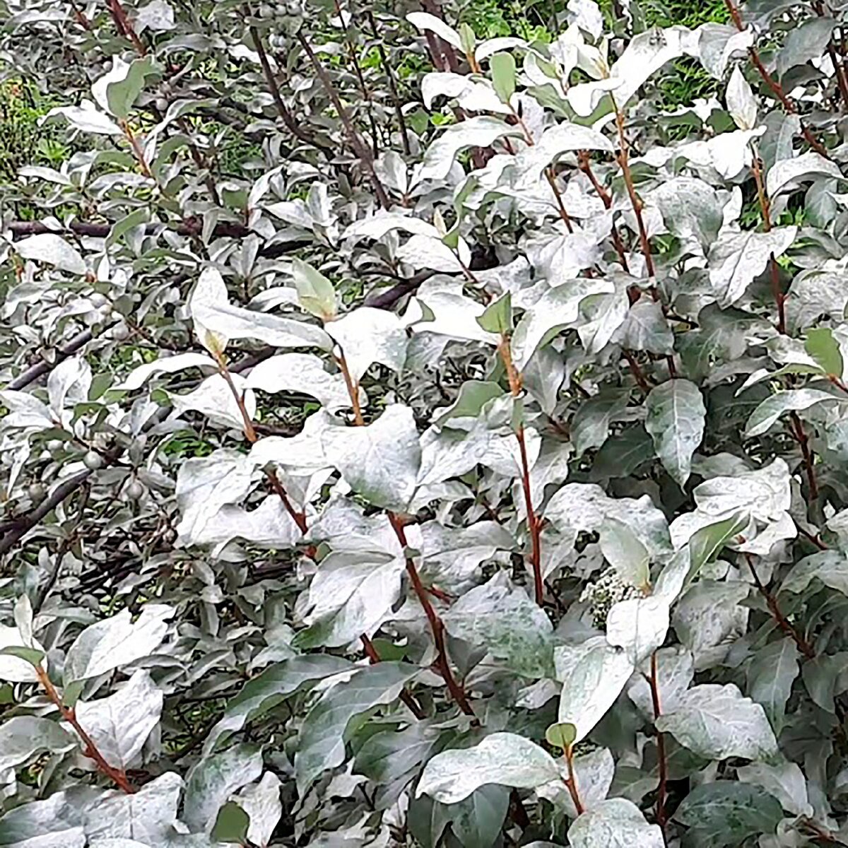 Лох серебристый