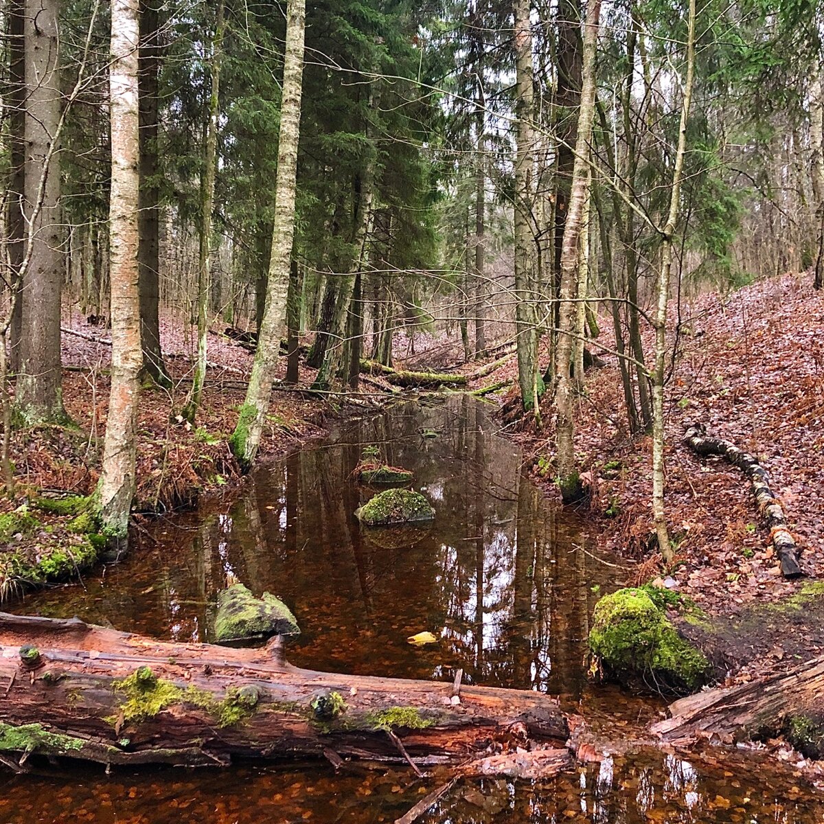 Парк осиновая роща санкт петербург