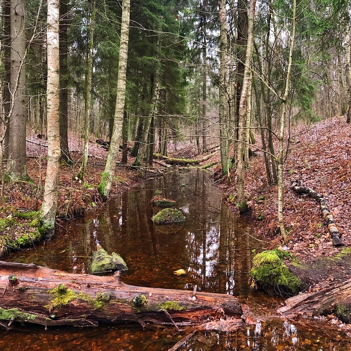 Геоморфология Осиновая роща