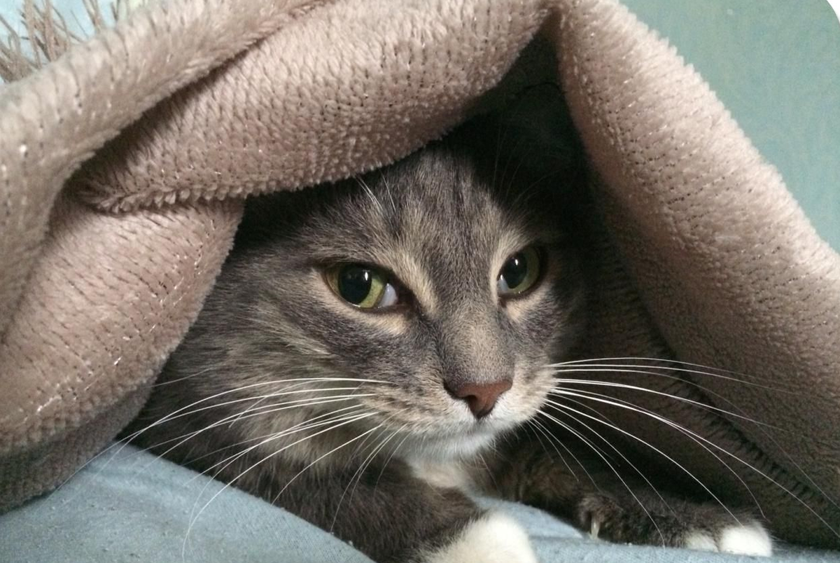 Фото автора, кот автора. Ефимий замерз