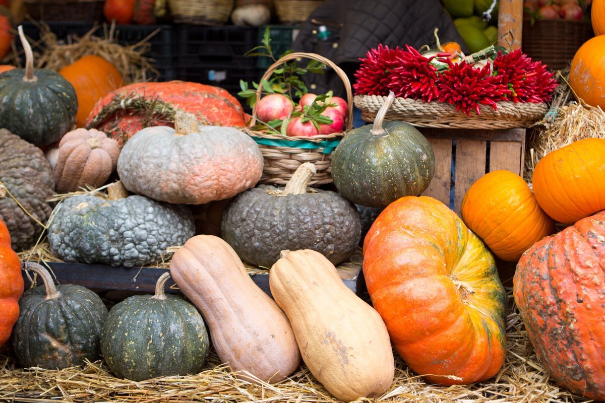 Сортов тыквы много, выбери свой