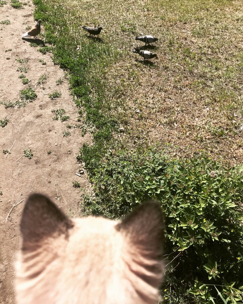 Приучайте котёнка к прогулкам с первых месяцев
