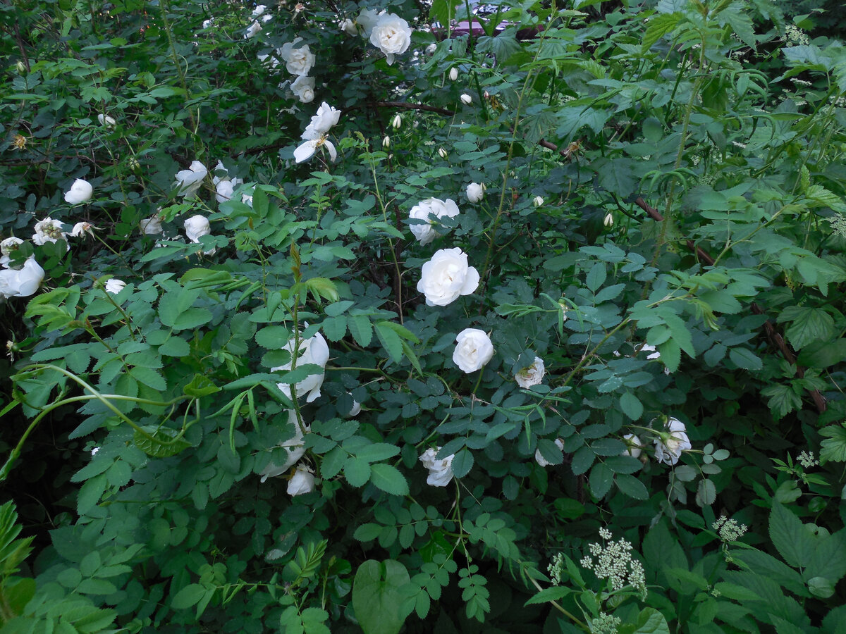 Тот самый куст. непонятные цветки тоже попали в кадр (слева). Следующие фото будут крупным планом, там всё отлично видно!