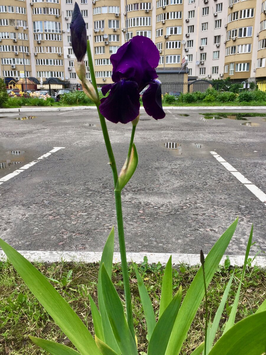 Фиолетовый польский ирис