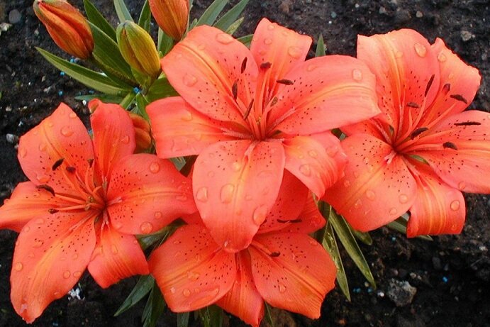 Ну как удержаться и не поставить букет из лилий дома в вазу?