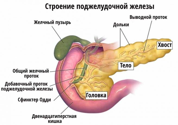 Поджелудочная железа: размеры, норма