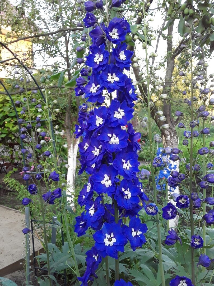 Дельфиниум, сорт King Arthur