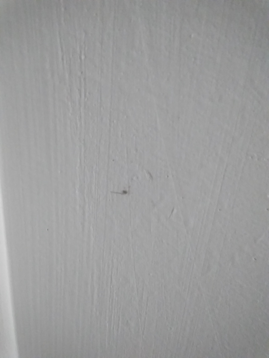 Потолок с летающими насекомыми. Личное фото.