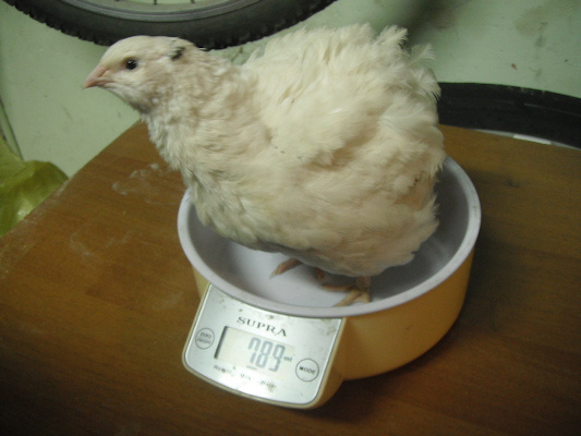 Ну, ясно же, что это птичка из родительского стада. Правда, новичок этого еще не знает=))
Фото из открытых источников.