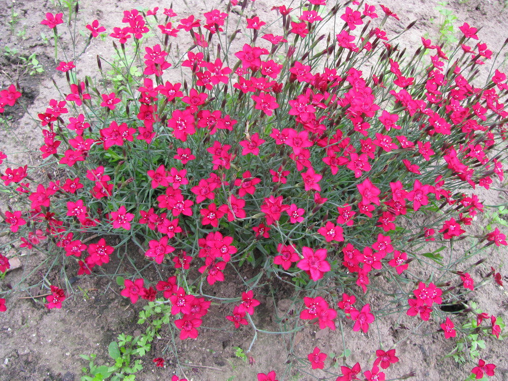 ГВОЗДИКА ТРАВЯНКА