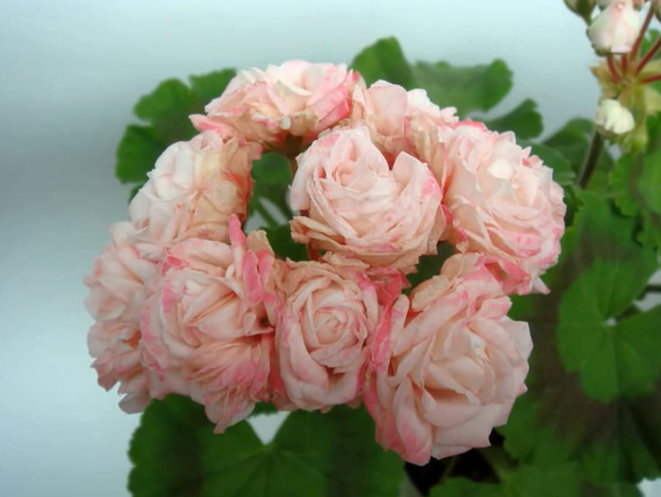 Пеларгония grangers antique rose фото и описание