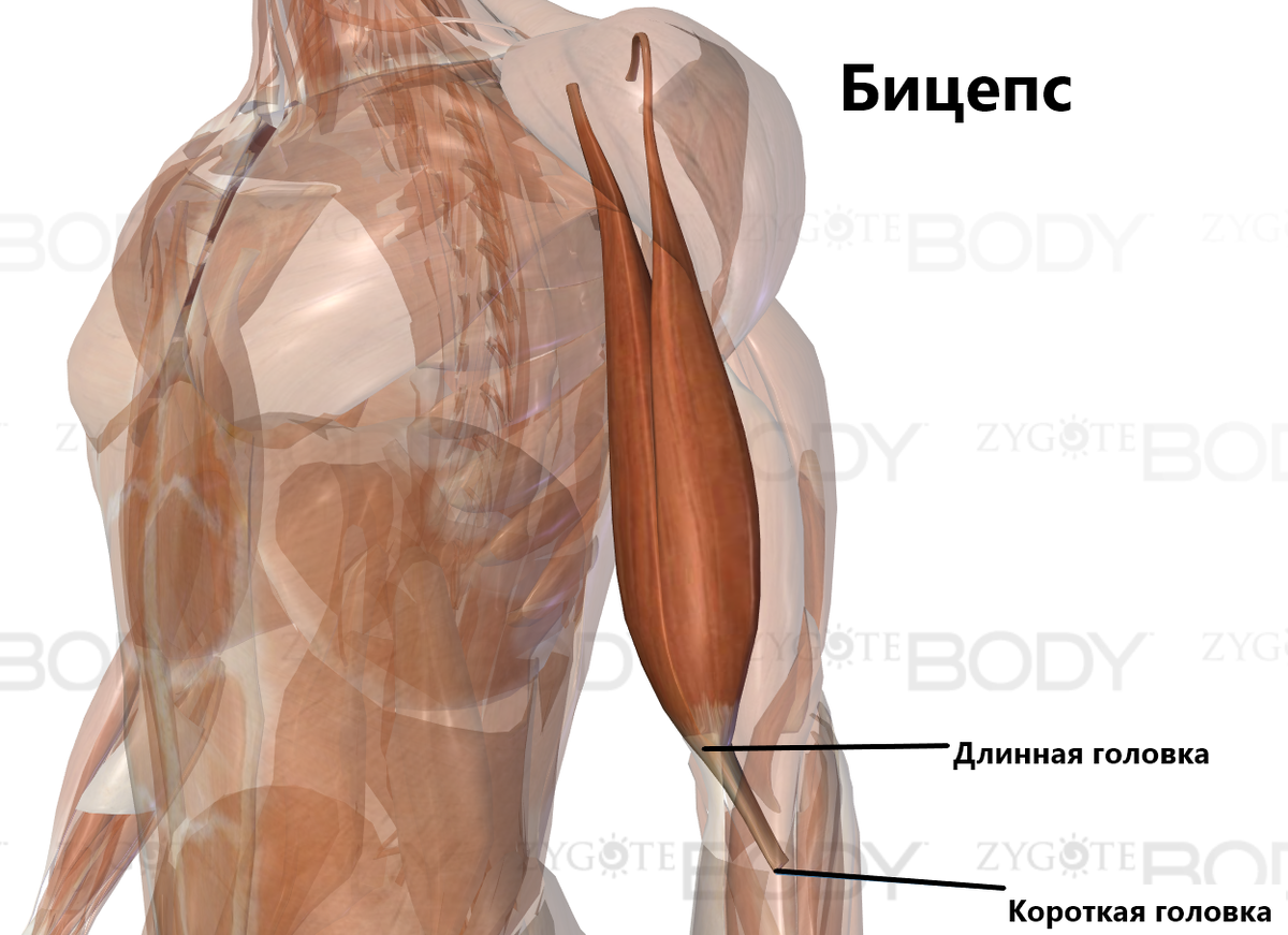 Двуглавая мышца руки бицепс