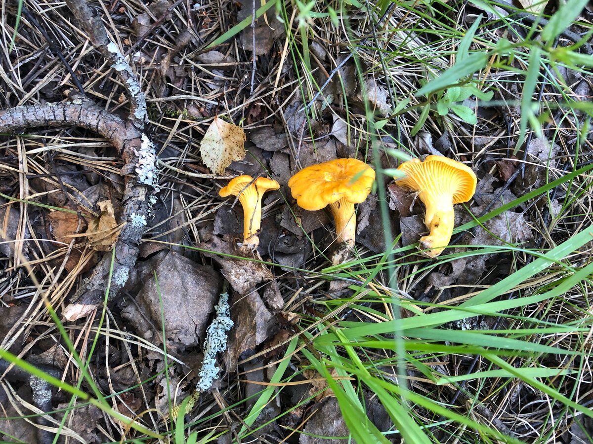 Три подруги