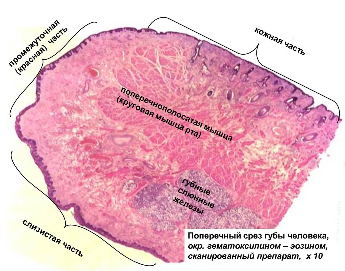 Строение губы гистология