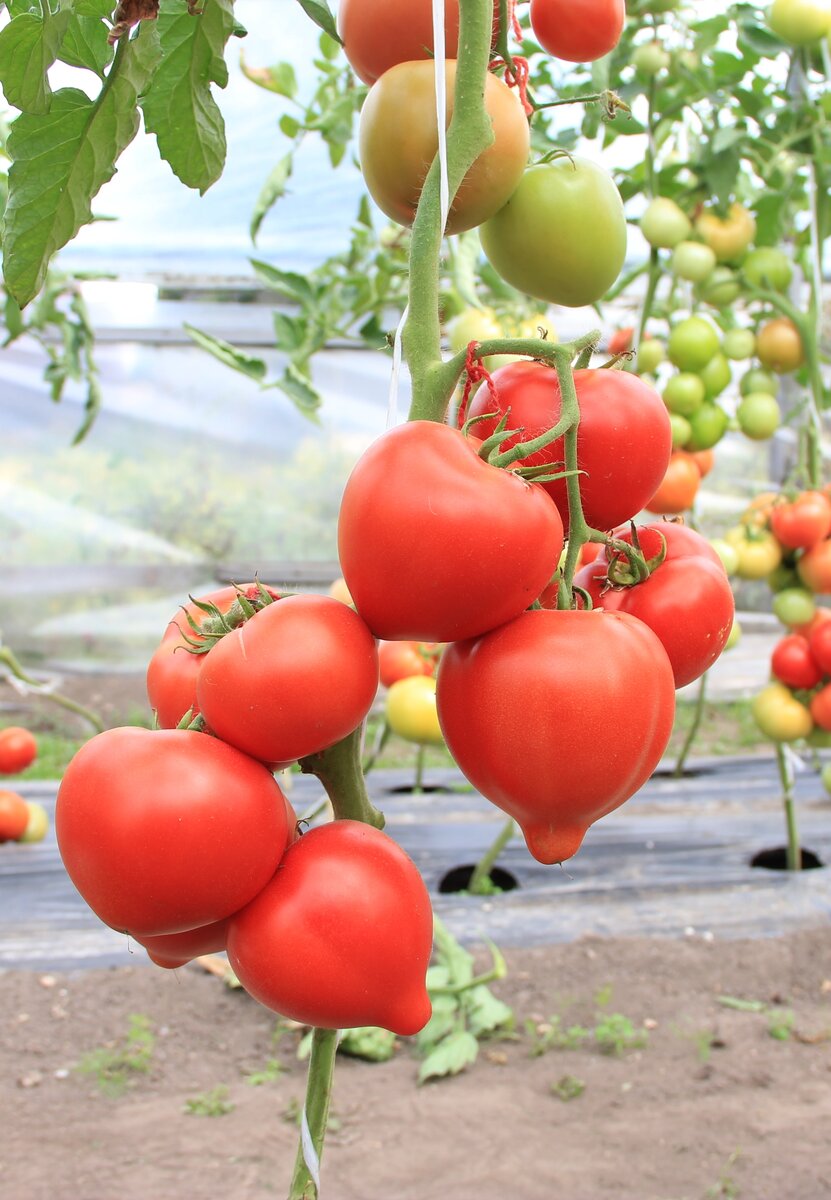 Томат Курносик