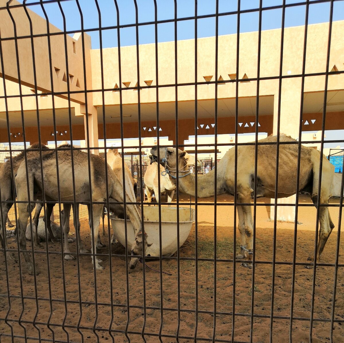 Верблюды на продажу