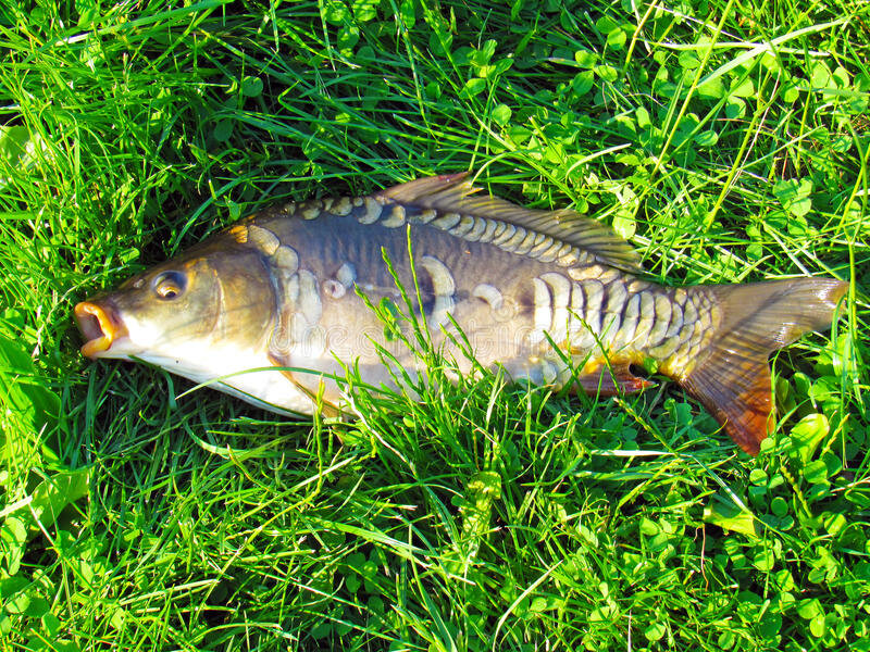 Яндекс картинки