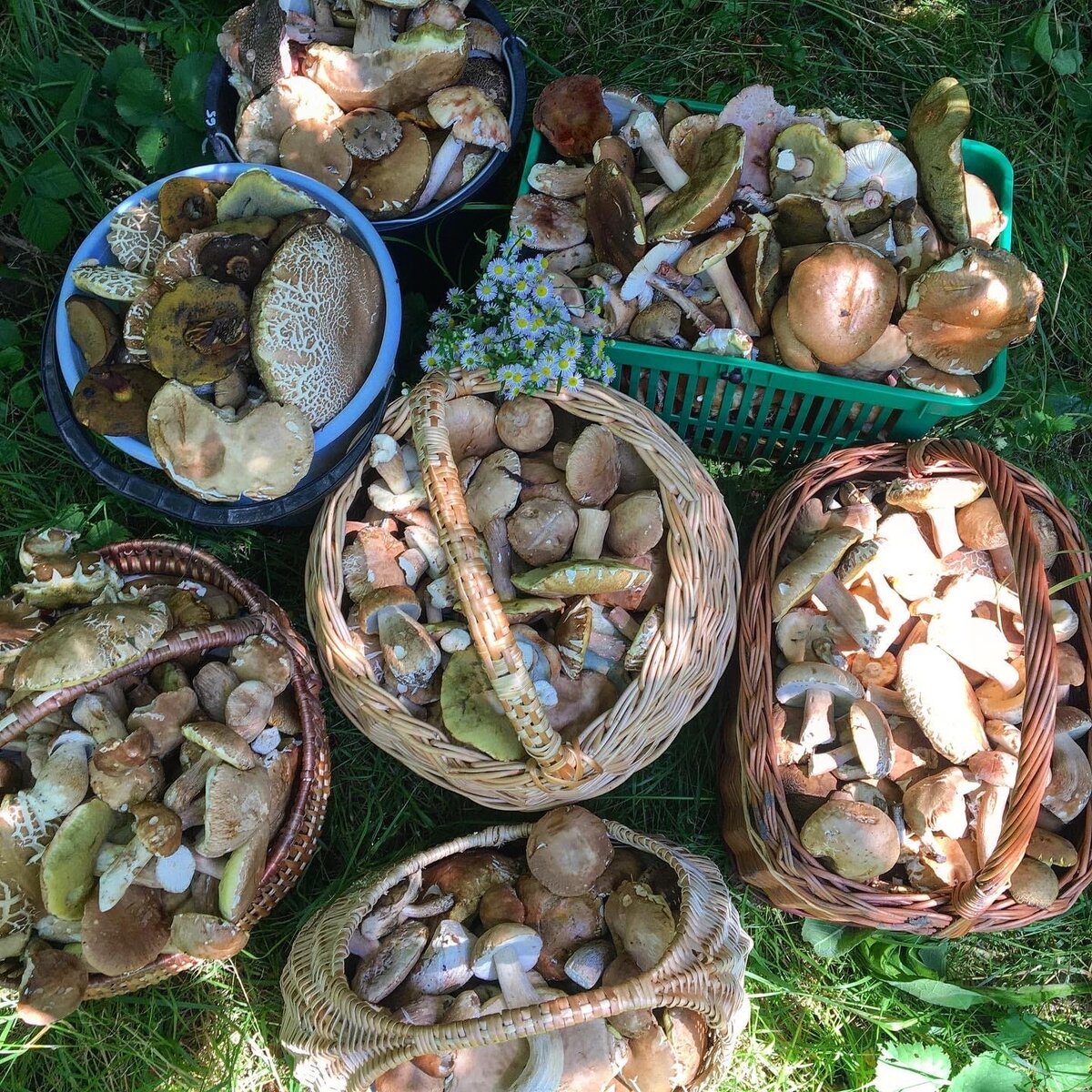 Корзинка с грибами
