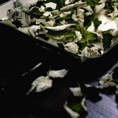 Листья и ветки малины - ценнейший дар природы