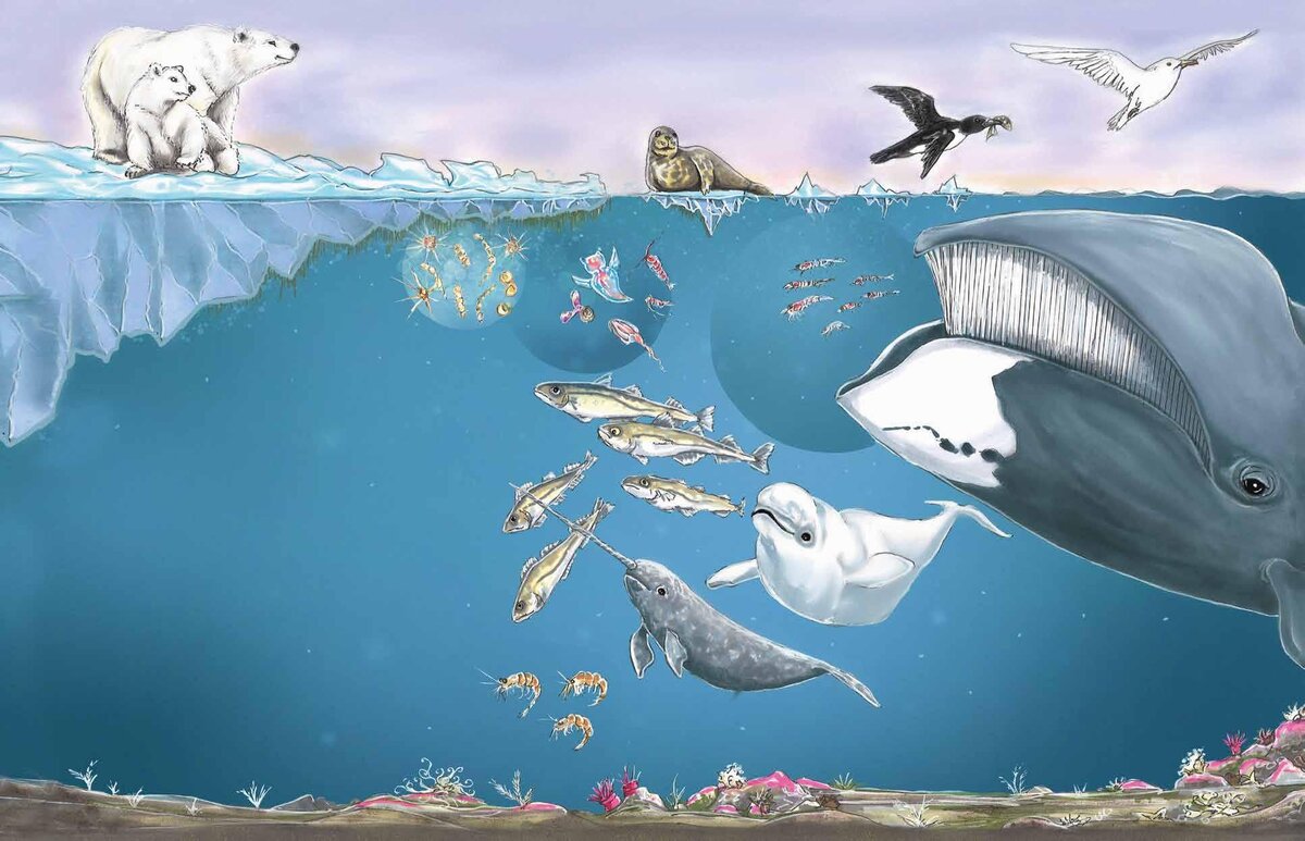 иллюстрации Лины Реншлебротен из ее книги "Под арктическим льдом"