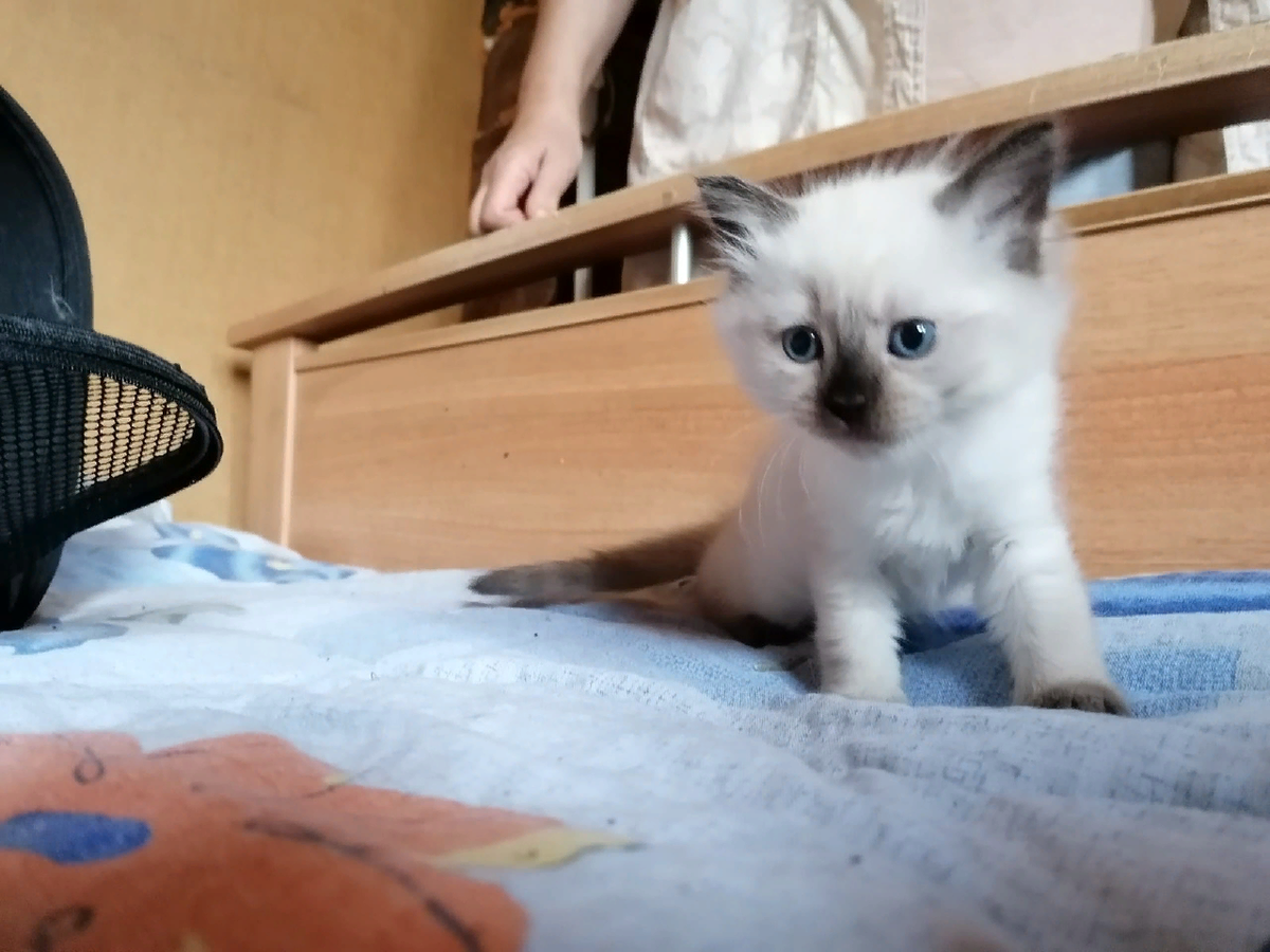 Котенок 1 месяц. Котик 1 месяц.